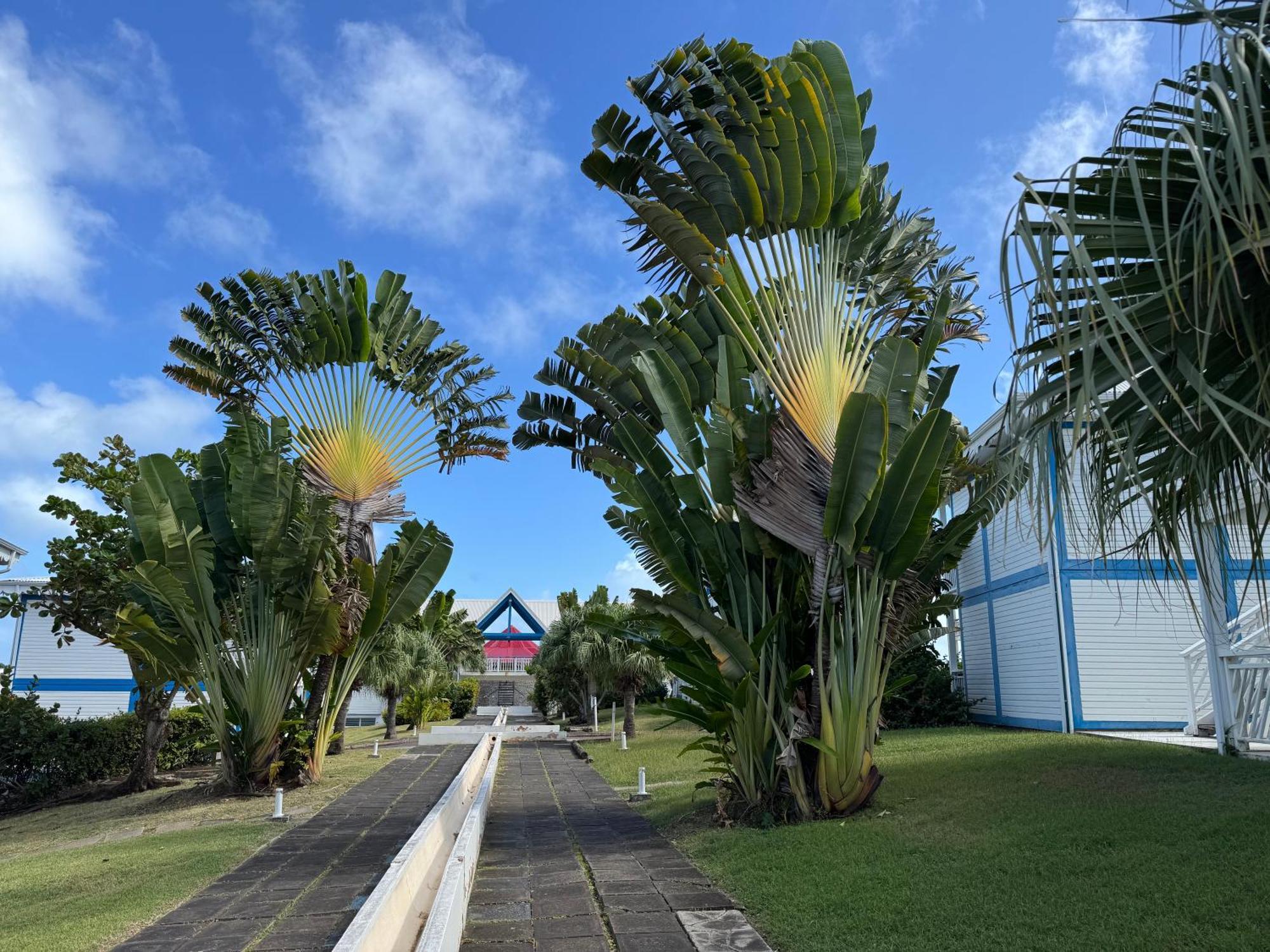 Ticarbets T3 - Residence Manganao - En Bord De Plage แซงต์-ฟรองซัวส์ ภายนอก รูปภาพ